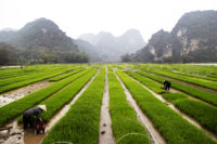 foggy harvest - ninh binh, vietnam